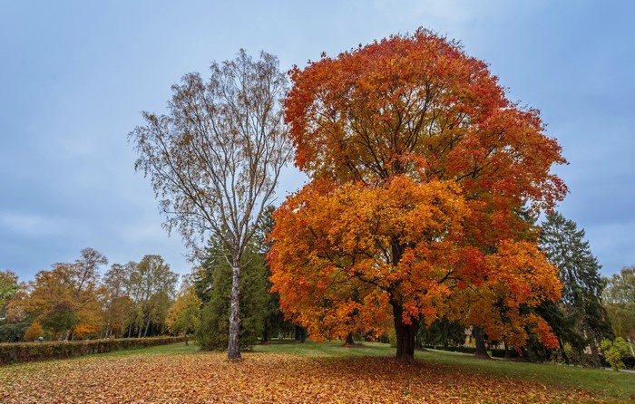 Autumn trees with colorful foliage in a park
