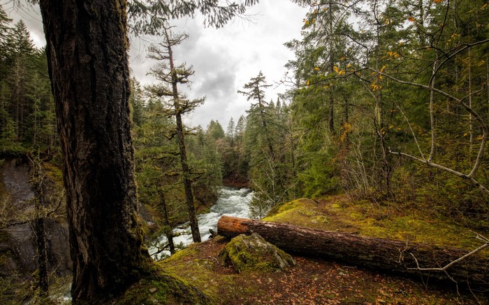 Forest with River and Fallen Tree