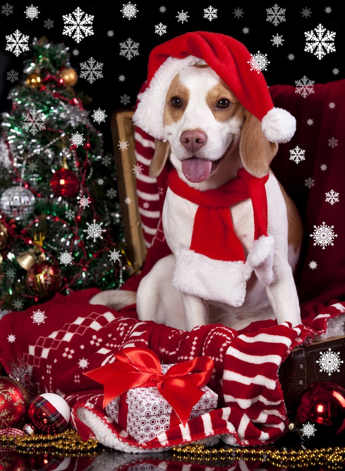 Beagle dog wearing Santa hat and scarf with Christmas tree and gifts