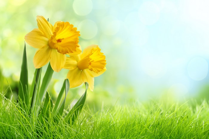 Two yellow daffodils in green grass