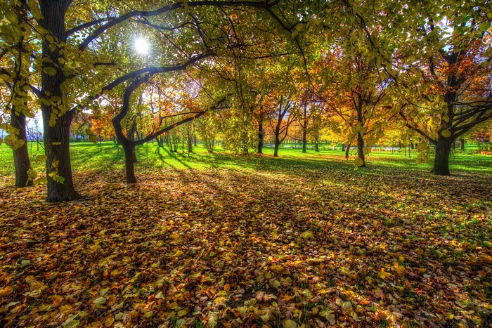 Autumn park in St. Petersburg, Russia with fallen leaves