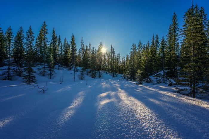 Winter forest with sunbeams on snow