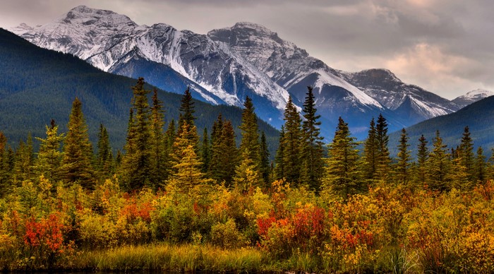 Autumn forest with snow-capped mountains in Banff National Park, Canada