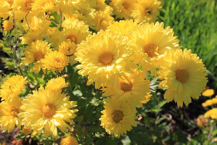 4K Yellow Chrysanthemums Closeup