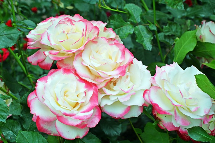 Close-up of white and pink roses