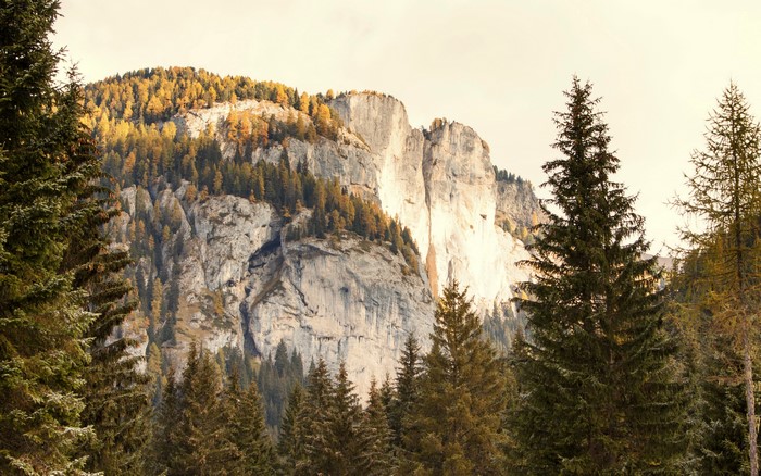 Autumn forest on a rocky mountain