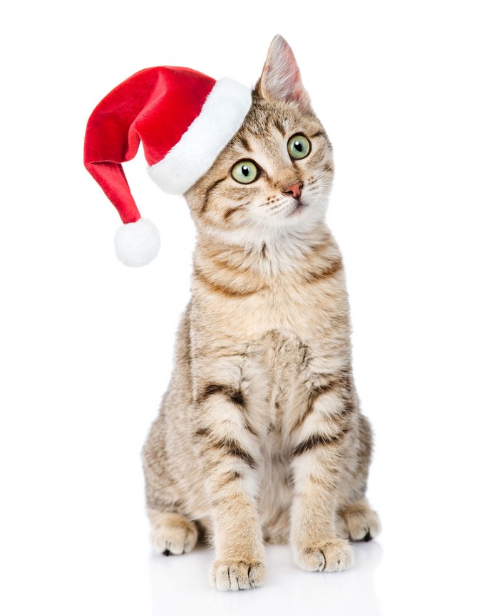 Cat wearing a Santa hat