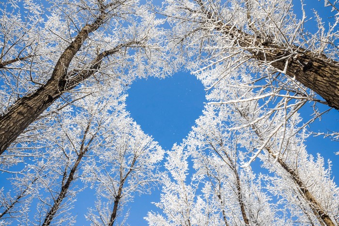 Heart shape formed by snow-covered trees against blue sky