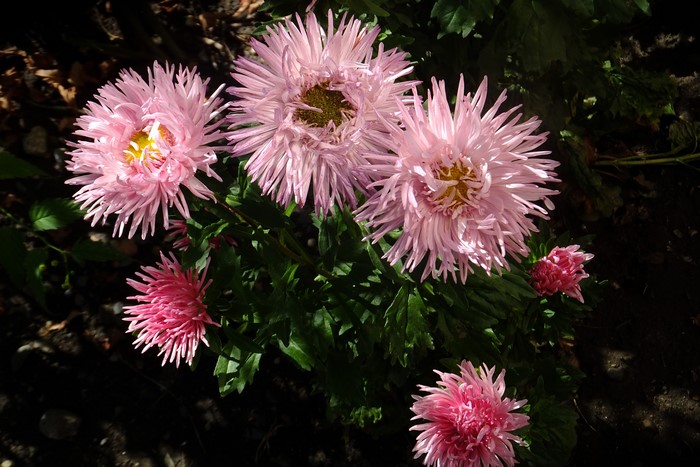 Pink Asters in Close-up