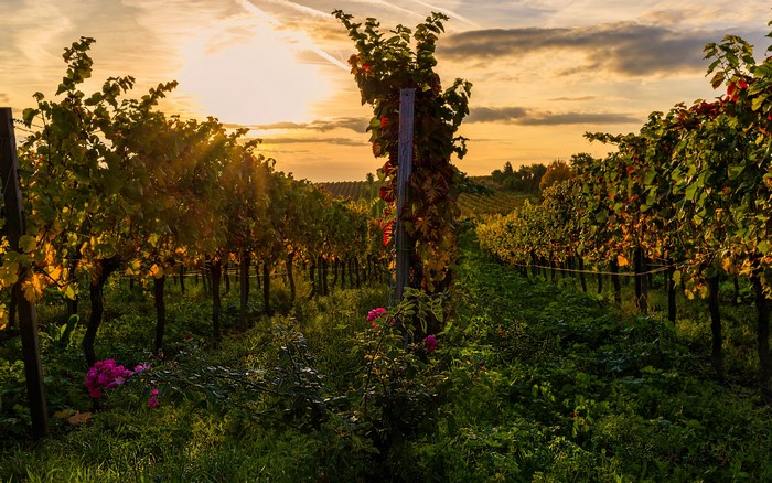 Vineyard at sunset with rows of grapevines