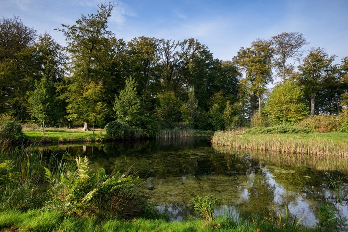 Pond and trees in s' Graaveland, Netherlands