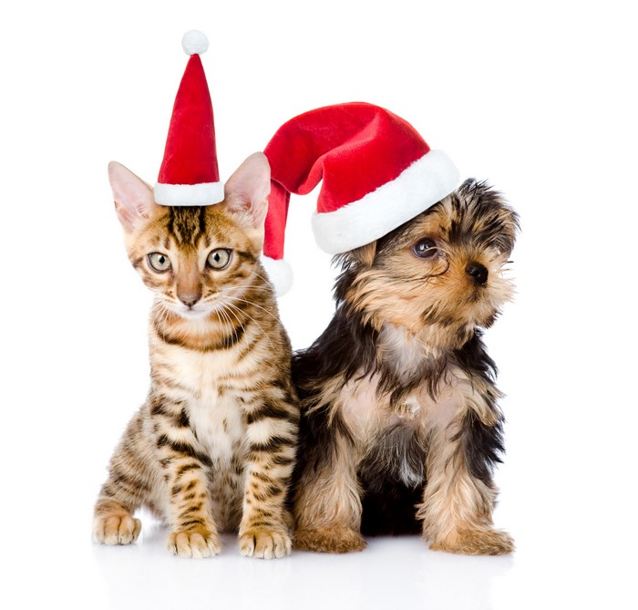 Kitten and puppy wearing Santa hats