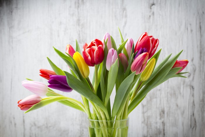 Tulips in a vase