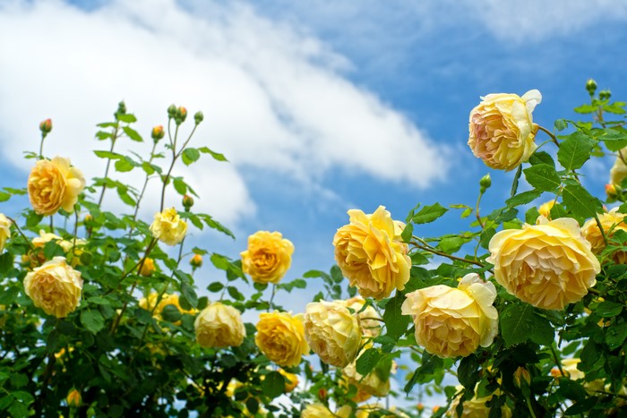 Yellow Roses and Blue Sky