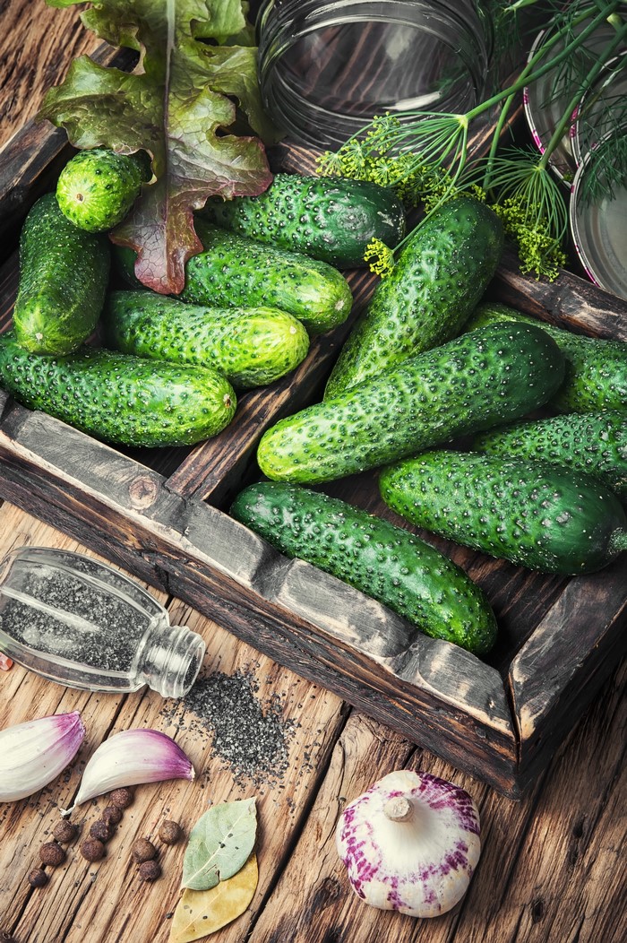 Pickling Cucumbers with Dill, Garlic, and Spices