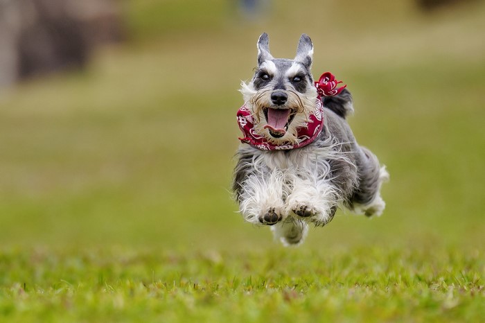 Miniature Schnauzer running and jumping with a bandana