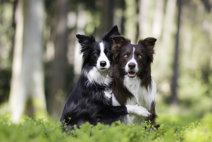 Two Border Collies Sitting Together in Nature 4K