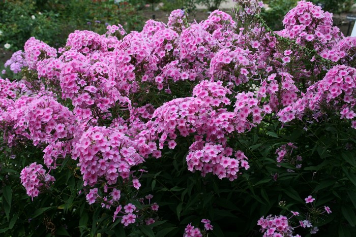 A bush of pink phlox flowers in bloom