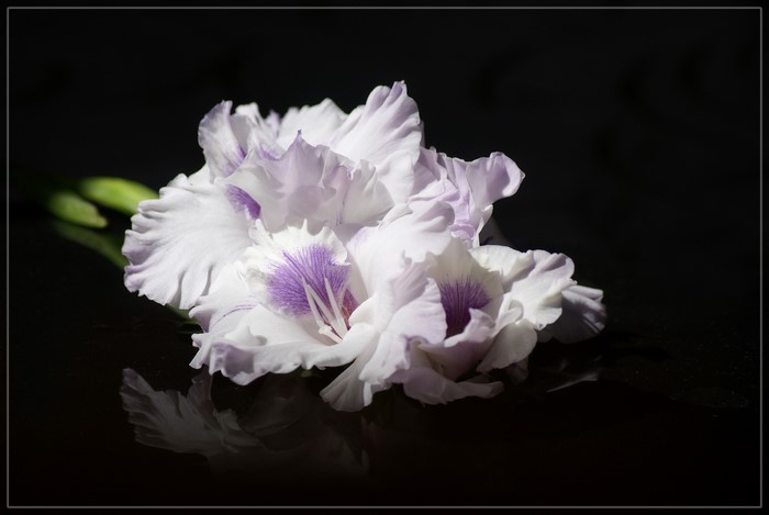 White and purple gladiolus flower on black background