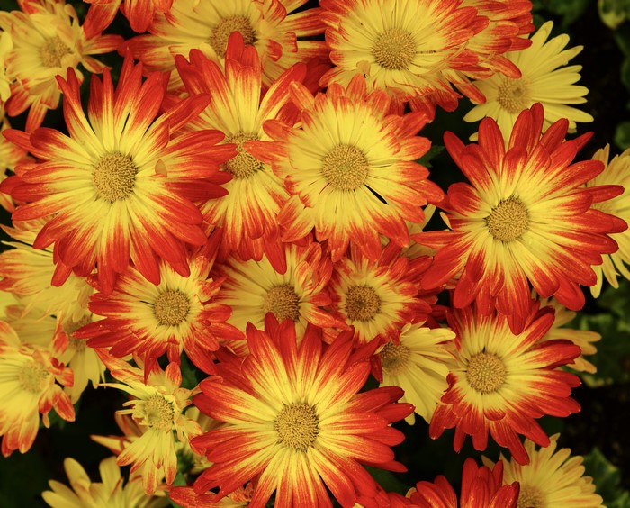 Close-up of Bi-colored Chrysanthemums