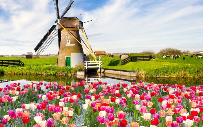 Windmill and Tulips in the Netherlands