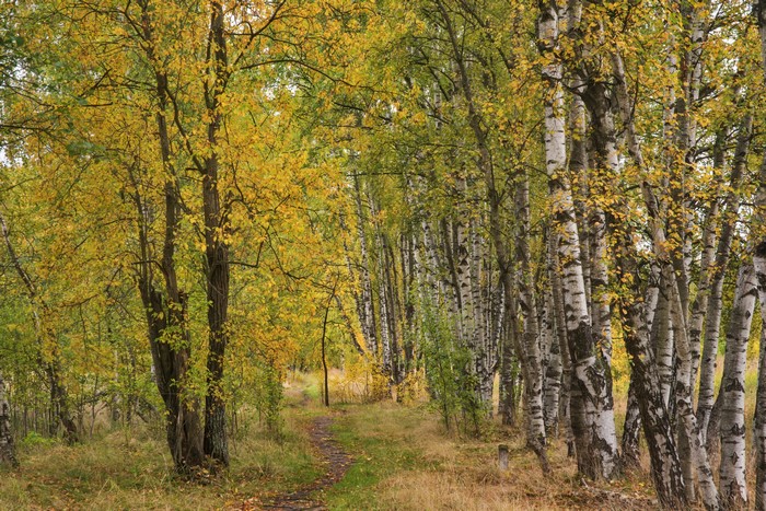 Autumn Birch Trees and Trail
