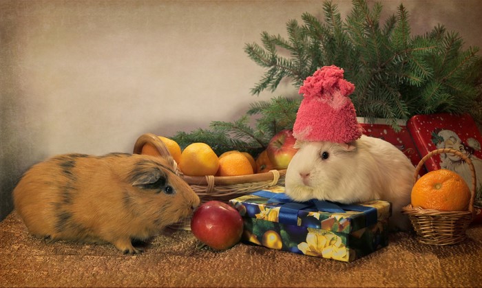 Two guinea pigs with Christmas decorations and gifts