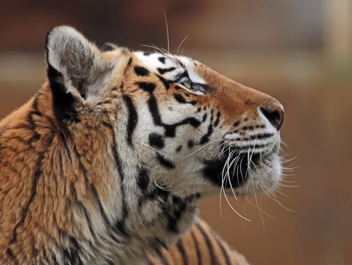 Closeup of a Siberian Tiger's Head