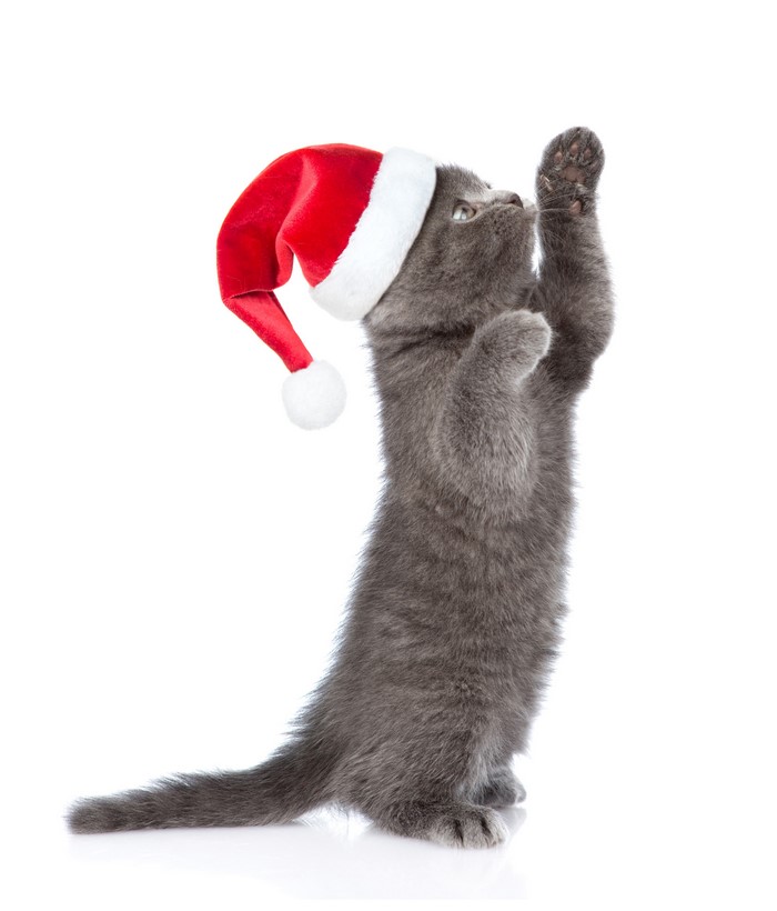 Kitten wearing a Santa hat standing on hind legs
