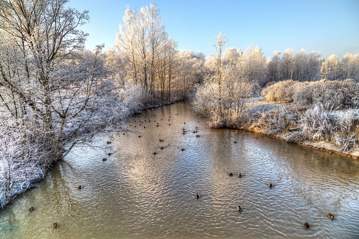 Ducks swimming in a frozen river in a park
