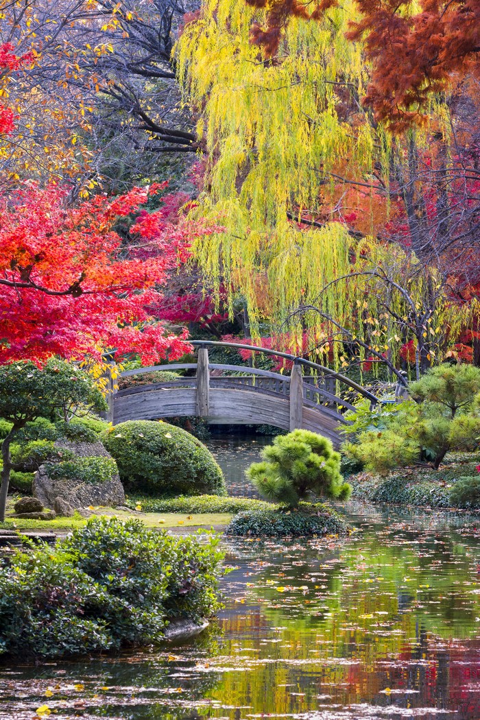 Autumn garden with a pond and a wooden bridge
