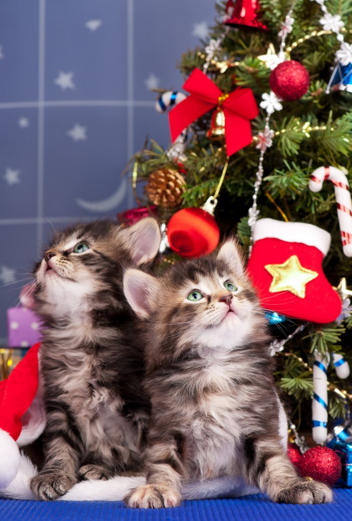 Two kittens by a Christmas tree