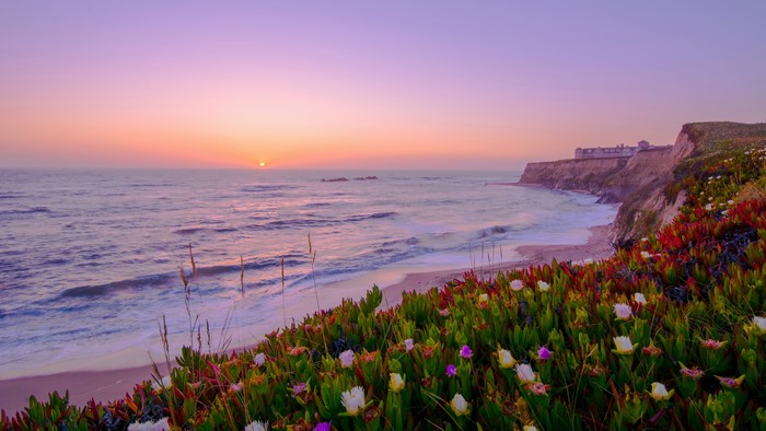 Sunset over the ocean with flowers on a cliff
