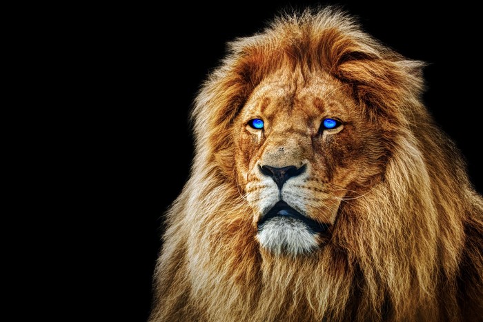 Lion with bright blue eyes on a black background