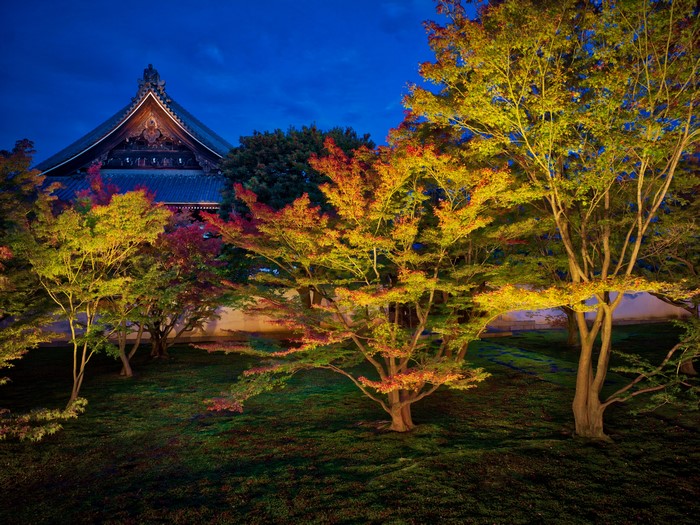 Illuminated Autumn Trees at Night in Kyoto