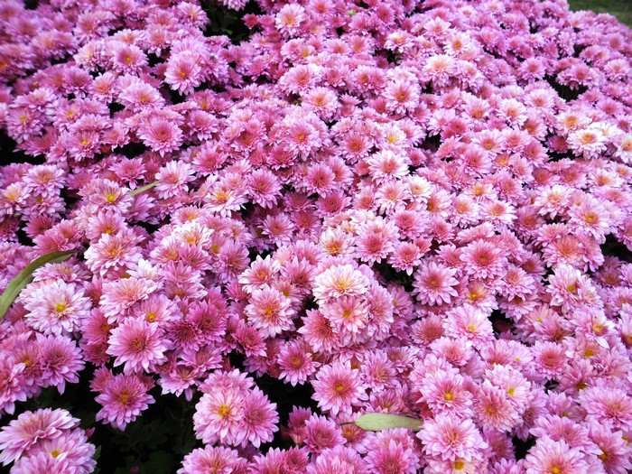 A field of pink chrysanthemums in bloom