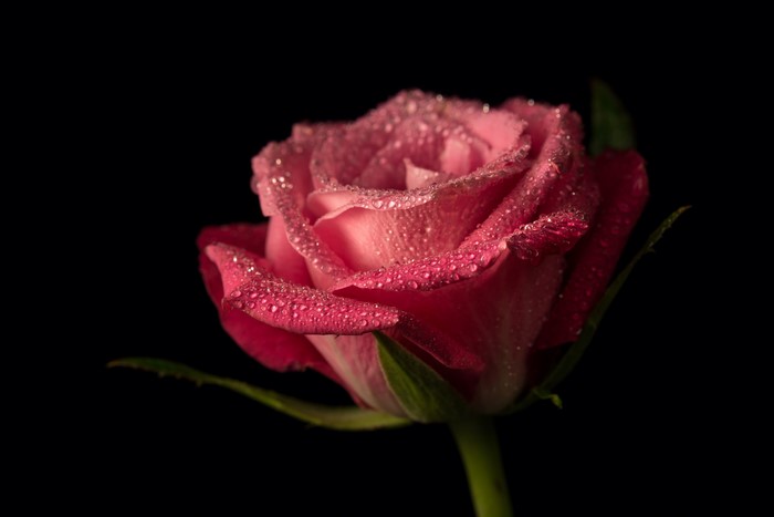 Pink rose with water drops on black background