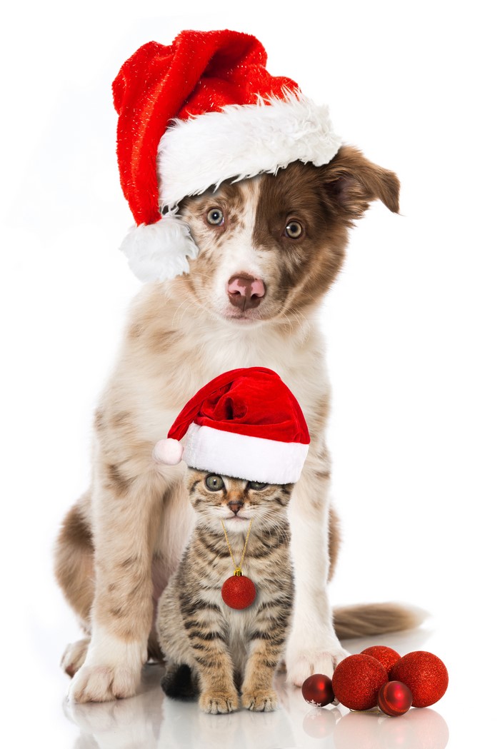 Puppy and Kitten Wearing Santa Hats