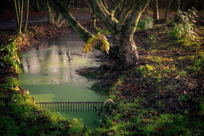 Autumn pond with a tree and a grate