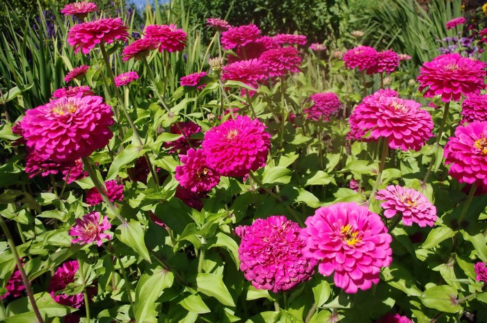 Pink Zinnias in a Garden