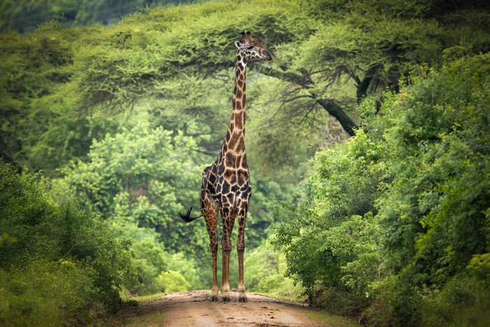 Giraffe standing on a dirt road in a forest