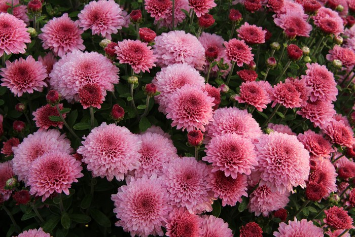4K Pink Chrysanthemums Closeup