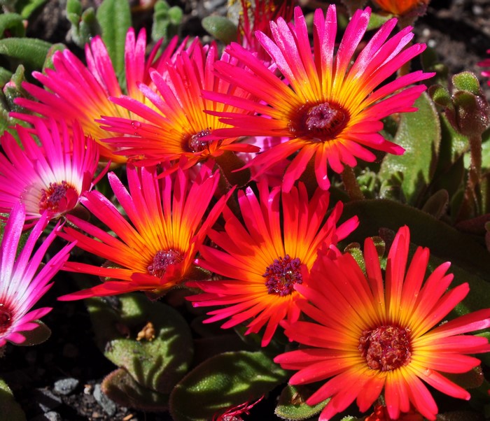 Close-up of vibrant pink and orange Mesembryanthemum flowers