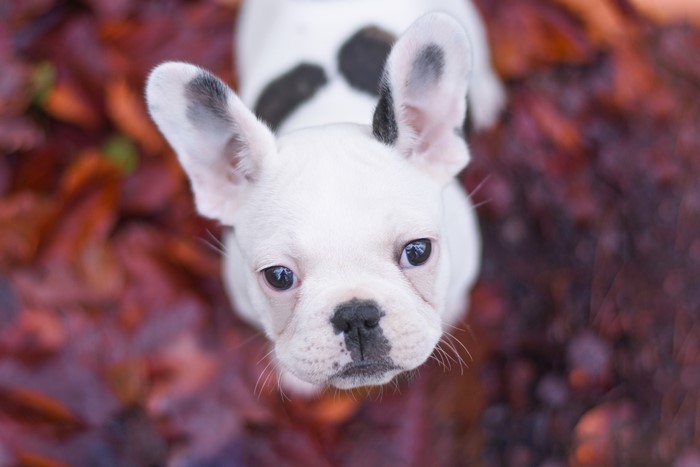 French Bulldog Puppy Looking Up