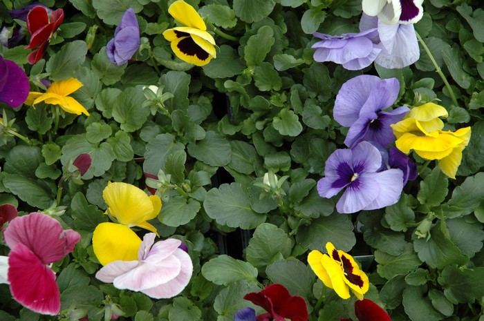 A variety of colorful pansies with green foliage