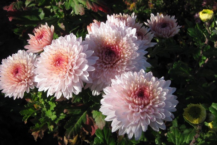 Pink Chrysanthemums with Dew Drops