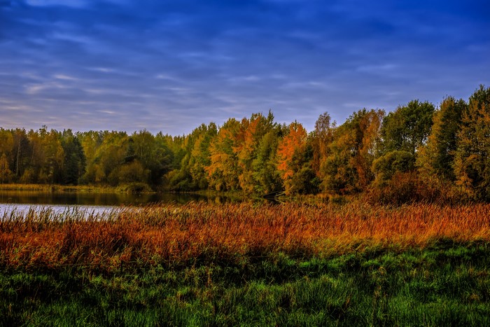 Autumn forest by a lake with tall grass