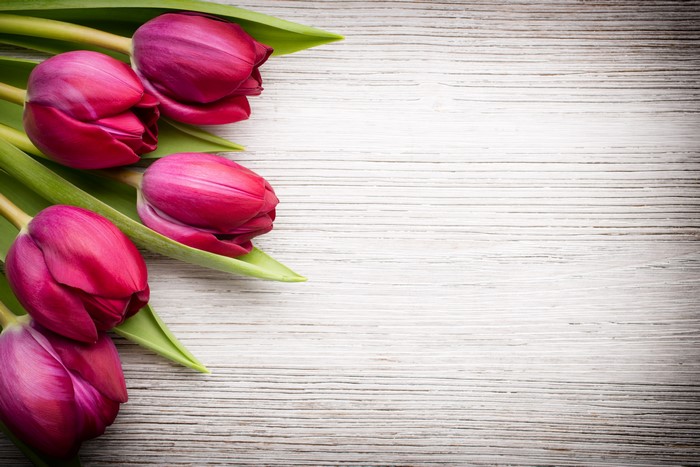 Wine colored tulips on a wooden background