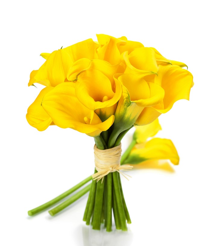 Bouquet of Yellow Calla Lilies on White Background