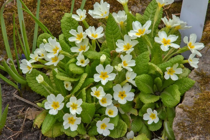 Cluster of White Primula Flowers in Garden